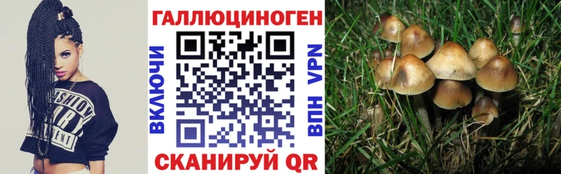 omg рабочий сайт  площадка клад  Псилоцибиновые грибы GOLDEN TEACHER  что такое   Родники 
